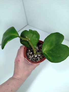 Хойя Kerry Variegata укорененный черенок